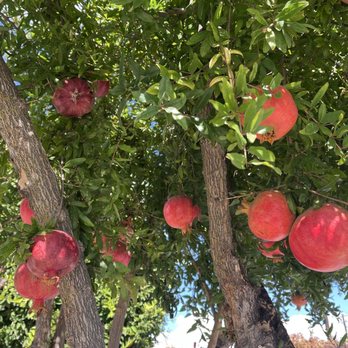 Forestiere Underground Gardens - Huge pomegranate fruits - Botanical Gardens Near Me - Fresno, California