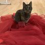 Photo of Your Pet Nanny