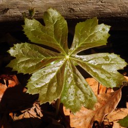 General's Highway Corridor Park - A mayapple plant along one of the trails.