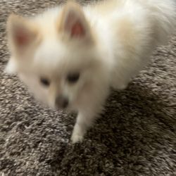 Ansley Shoe Repair - My dog