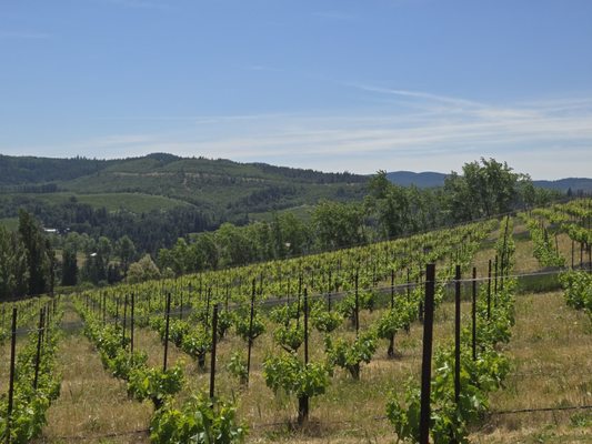 Analemma Wines by null