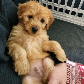 California Goldendoodle - Pet Breeders Near Me