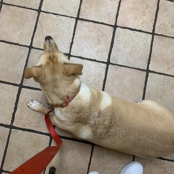 Ideal Pet Care - Veterinarians Near Me - Richlands, North Carolina Ideal Pet Care - Veterinarians Near Me - Richlands, North Carolina