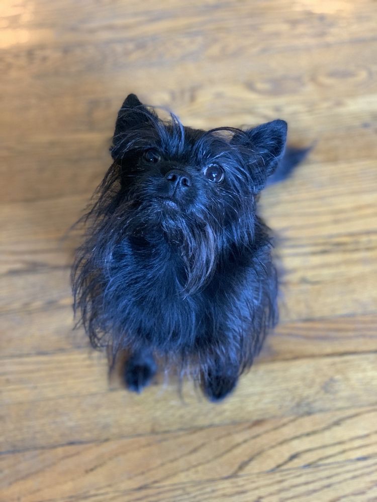 GROOMGROOM Updated April 2024 127 Photos & 115 Reviews East