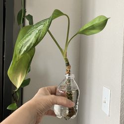 TLC Garden Centers - Fernando's "baby" aka cutting