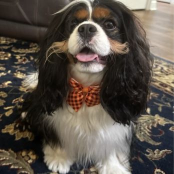 Paws Fur Grooming - Pet Groomers Near Me - Holly Springs, North Carolina Paws Fur Grooming - Pet Groomers Near Me - Holly Springs, North Carolina