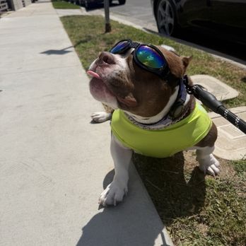 Burbank Animal Shelter - Adopt dog - Animal Shelters Near Me - Burbank, California