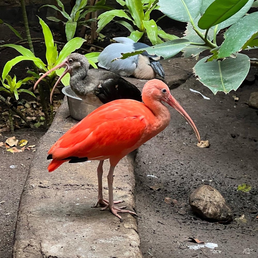 Bird Kingdom - Ibis - Zoos Near Me - Niagara Falls, Ontario Bird Kingdom - Ibis - Zoos Near Me - Niagara Falls, Ontario