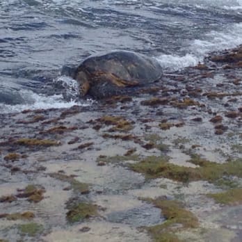 Laniakea Beach - Beaches Near Me - Haleiwa, Hawaii
