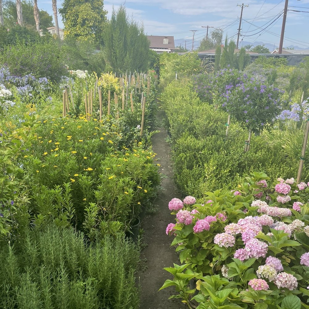Las Palmas Nursery - They're all so well cared for. - Nurseries & Gardening Near Me - Los Angeles, California Las Palmas Nursery - They're all so well cared for. - Nurseries & Gardening Near Me - Los Angeles, California