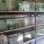 Photo of Acuario Peces Aguilar Uc