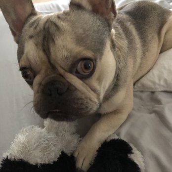 Complete Dog Obedience - Bentley 2019 - Pet Training Near Me