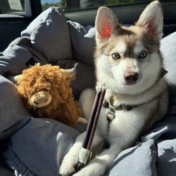 Bow Wow Beautiful Pet Spa - After grooming treats - Pet Groomers Near Me - San Clemente, California