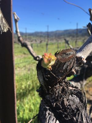 Mercury Wine by null