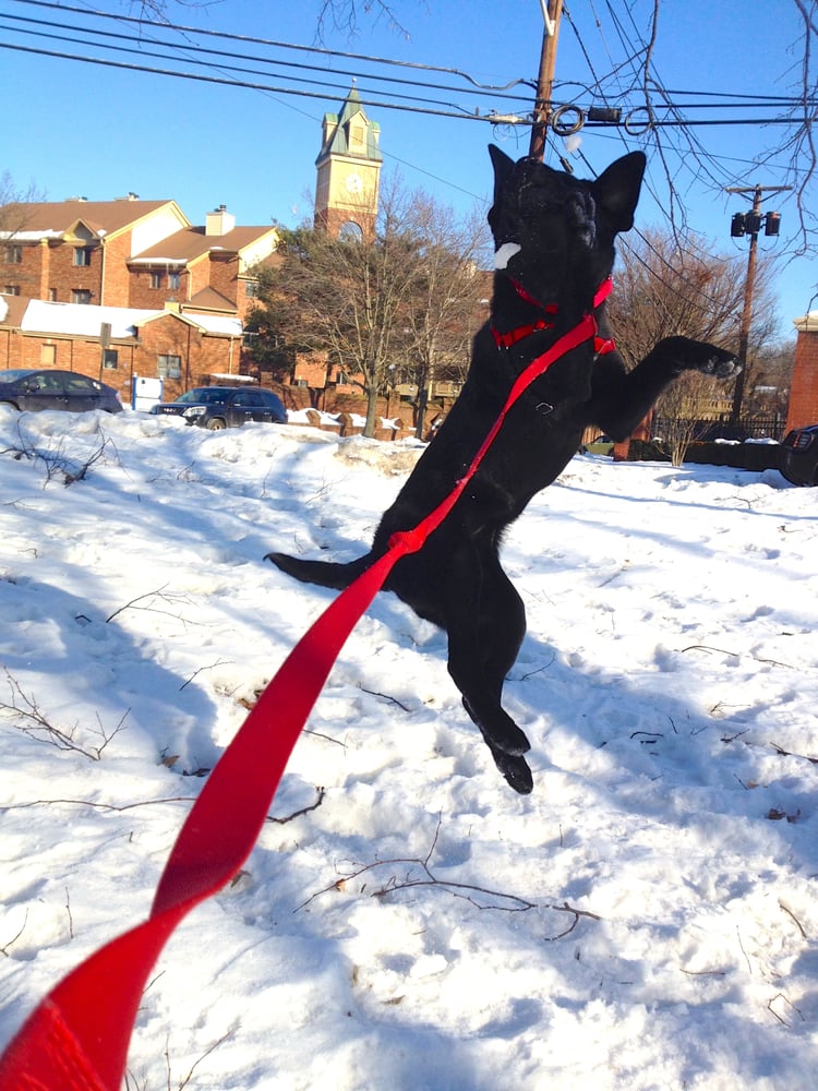 Silver Hound Dog Walking & Cat Sitting