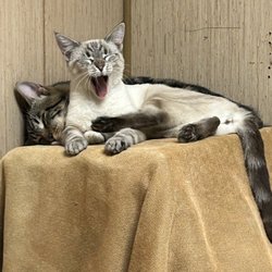 Save the Animals Today - Ranch cats