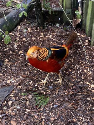 Willowbank Wildlife Reserve by null