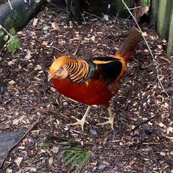 Willowbank Wildlife Reserve - ...