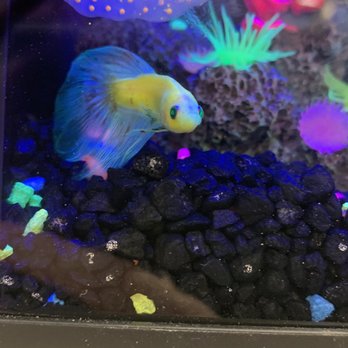 PetSmart - GloFish Male Betta showing signs of disease and/or ammonia burns on its fins and body. - Pet Stores Near Me - Queen Creek, Arizona
