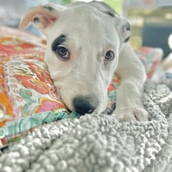 California Labradors, Retrievers & More Rescue - Puppies