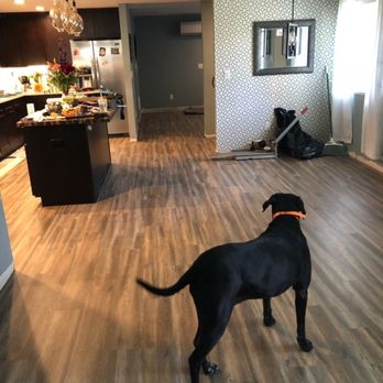 E & L General Contractors - a dog in a living room - General Contractors Near Me - Oregon City, Oregon E & L General Contractors - a dog in a living room - General Contractors Near Me - Oregon City, Oregon