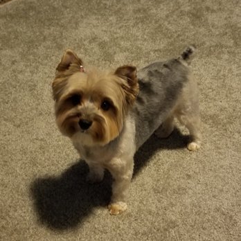 Bath Brush and Beyond - Just got home from a day at the spa at BB&B - Pet Groomers Near Me - Albuquerque, New Mexico
