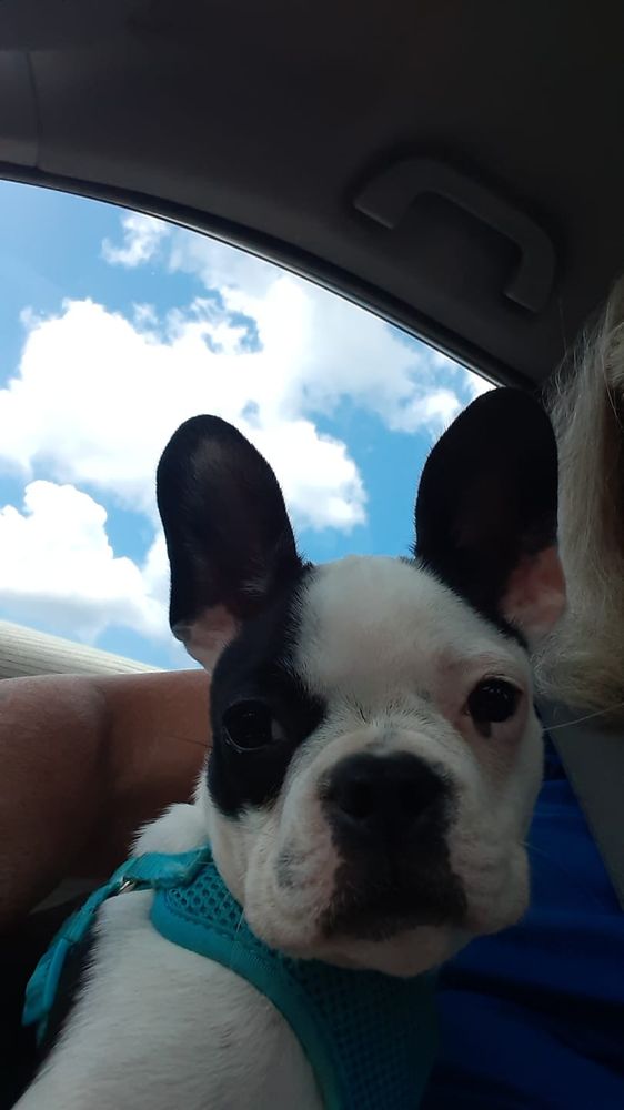 PILOT MOUNTAIN ANIMAL HOSPITAL Updated September 2024 605 S Key St