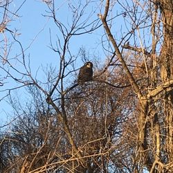 Owl