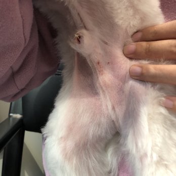 Paws Palace - Pet Groomers Near Me - Santa Clara, California