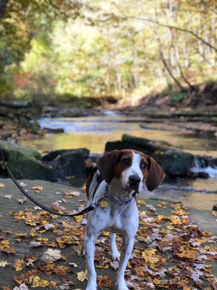 THE BIG DOG HOUSE Updated October 2024 15 Photos 4571 County 2