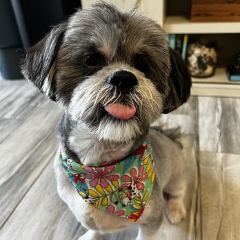 Brooklyn Paw House - Pet Groomers Near Me - Brooklyn, New York Brooklyn Paw House - Pet Groomers Near Me - Brooklyn, New York