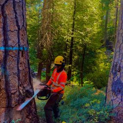 JP Tree Service - Tree removal