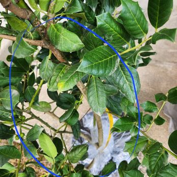 Garden Goods Direct - Nurseries & Gardening Near Me - BOWIE, Maryland Garden Goods Direct - Nurseries & Gardening Near Me - BOWIE, Maryland