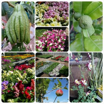 Willow Gardens Nursery - Nurseries & Gardening Near Me - Clovis, California