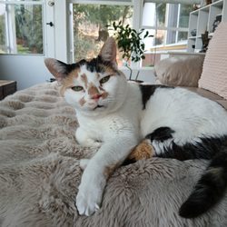 Ash Creek Animal Clinic - MangolLiving her best life!