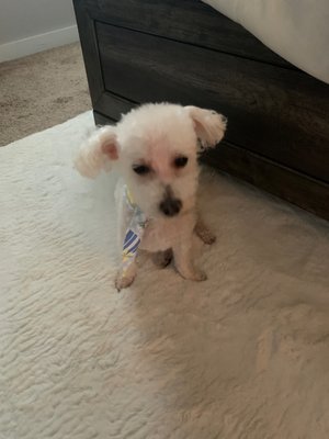 Furry Faces Cat and Dog Grooming