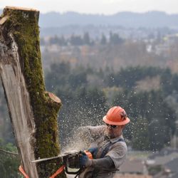 Collins Tree Service - Big Leaf Maple removal with Eugene in the background.