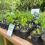 Photo of Green Garden Nursery