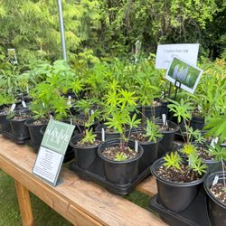 Green Garden Nursery