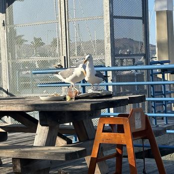 Fish - Birds dining - Seafood Near Me - Sausalito, California