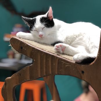 Orlando Cat Cafe - Animal Shelters Near Me - Clermont, Florida Orlando Cat Cafe - Animal Shelters Near Me - Clermont, Florida