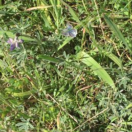 Mission Blue Butterfly, it's as beautiful as described. Mission Blue Butterfly, it's as beautiful as described.