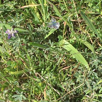 San Bruno Mountain State & County Park - Mission Blue Butterfly, it's as beautiful as described. - Parks Near Me - Brisbane, California San Bruno Mountain State & County Park - Mission Blue Butterfly, it's as beautiful as described. - Parks Near Me - Brisbane, California