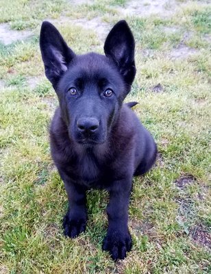 mintern german shepherds