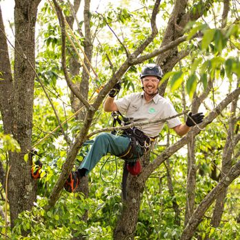 Joshua Tree Experts - Tree Services Near Me - Huntersville, North Carolina Joshua Tree Experts - Tree Services Near Me - Huntersville, North Carolina