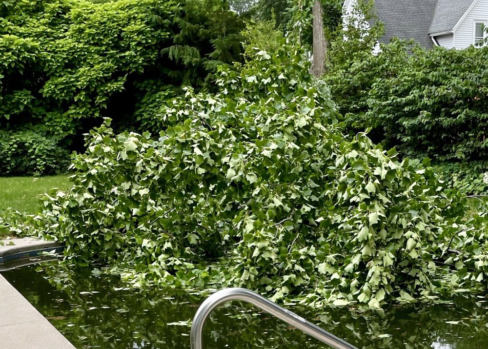 American Aerial Tree Experts - tree service in Rochester, NY
