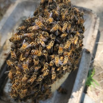 Bee Removal - Pest Control Near Me Bee Removal - Pest Control Near Me