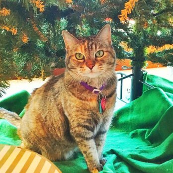 Playclothes - Cutest shop cat in the cutest shop! - Used, Vintage & Consignment Near Me - Burbank, California