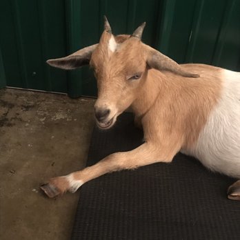 Shenanigoats Community Services - Too cute! - Yoga Near Me - Madison, Tennessee