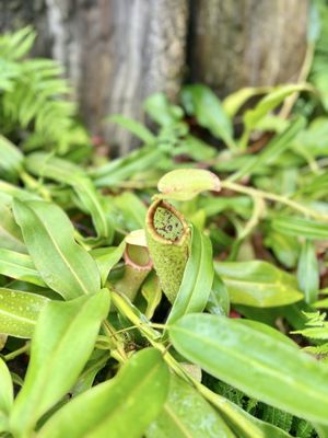 Frederik Meijer Gardens & Sculpture Park by null
